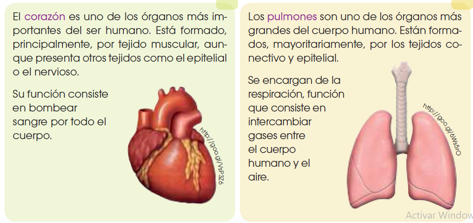 Órganos. Ministerio de Educación 2018